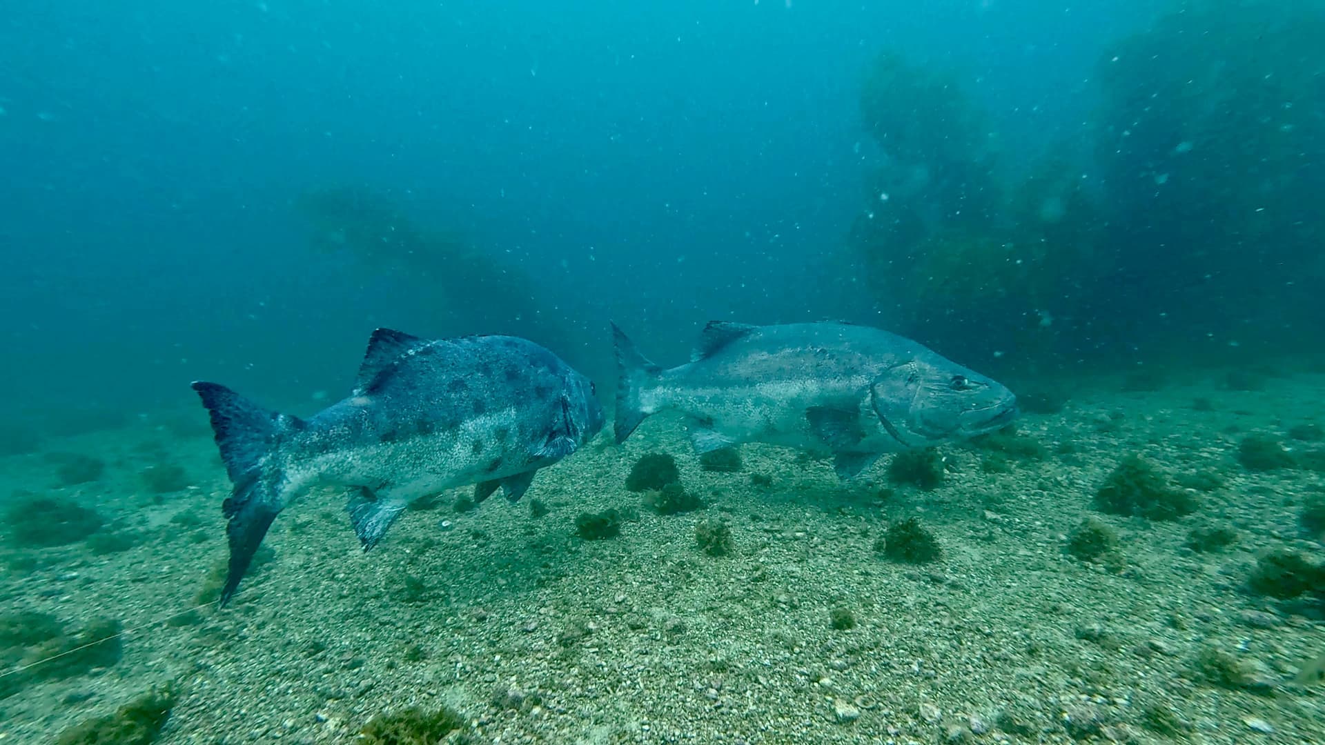 Divers exploring kelp forests off Catalina Island